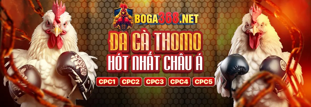 Các trận đá gà trực tiếp kịch tính